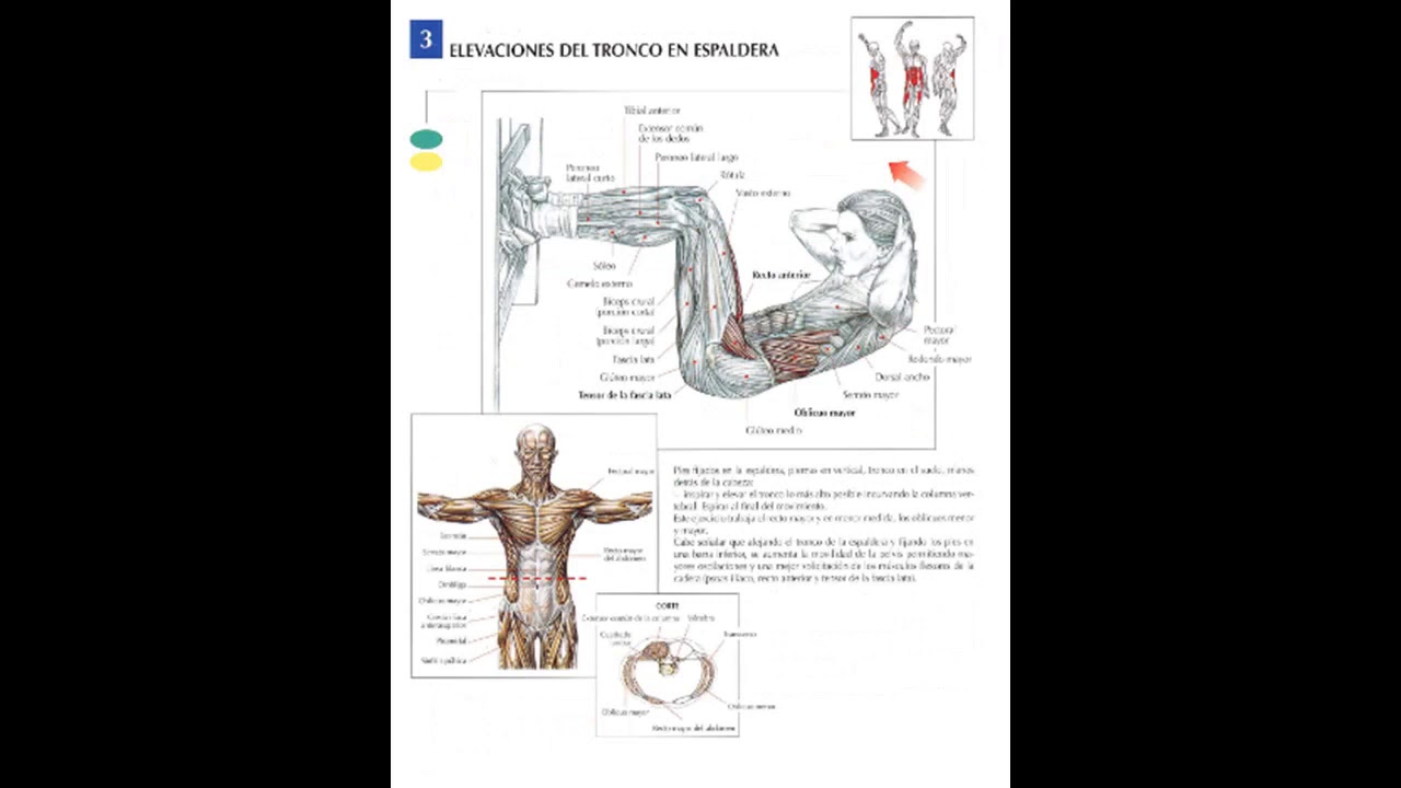 mujeres guía de los movimientos de musculación anatómica color