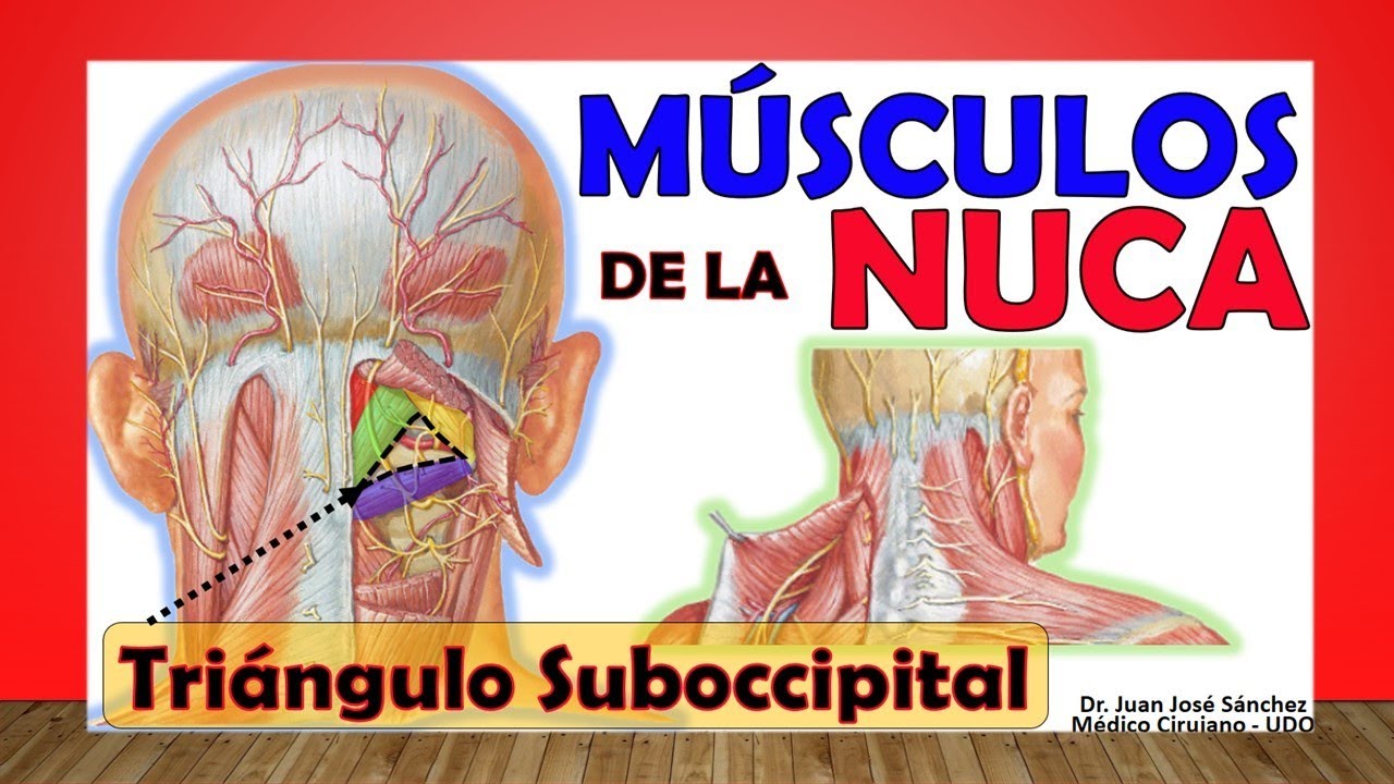 musculos de la parte posterior del cuello