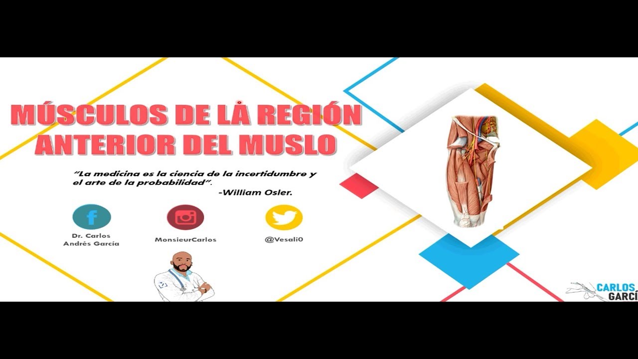 musculos de la region anterior del muslo