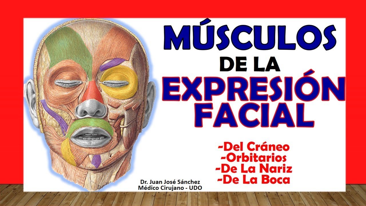 musculos del craneo y sus partes