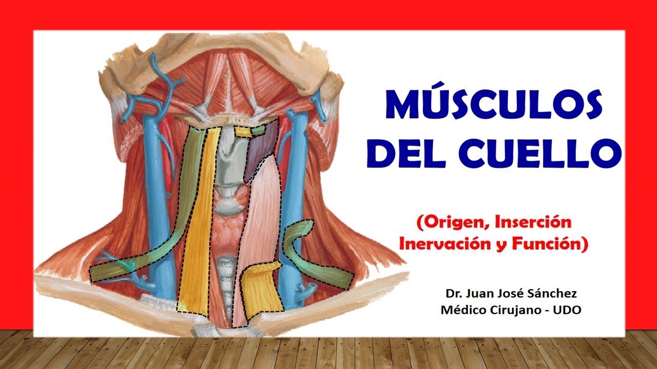 origen e insercion de los musculos del cuello