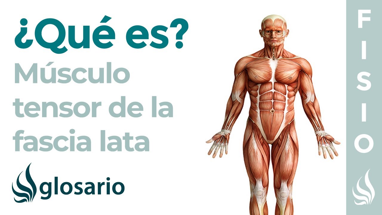 origen e insercion del tensor de la fascia lata