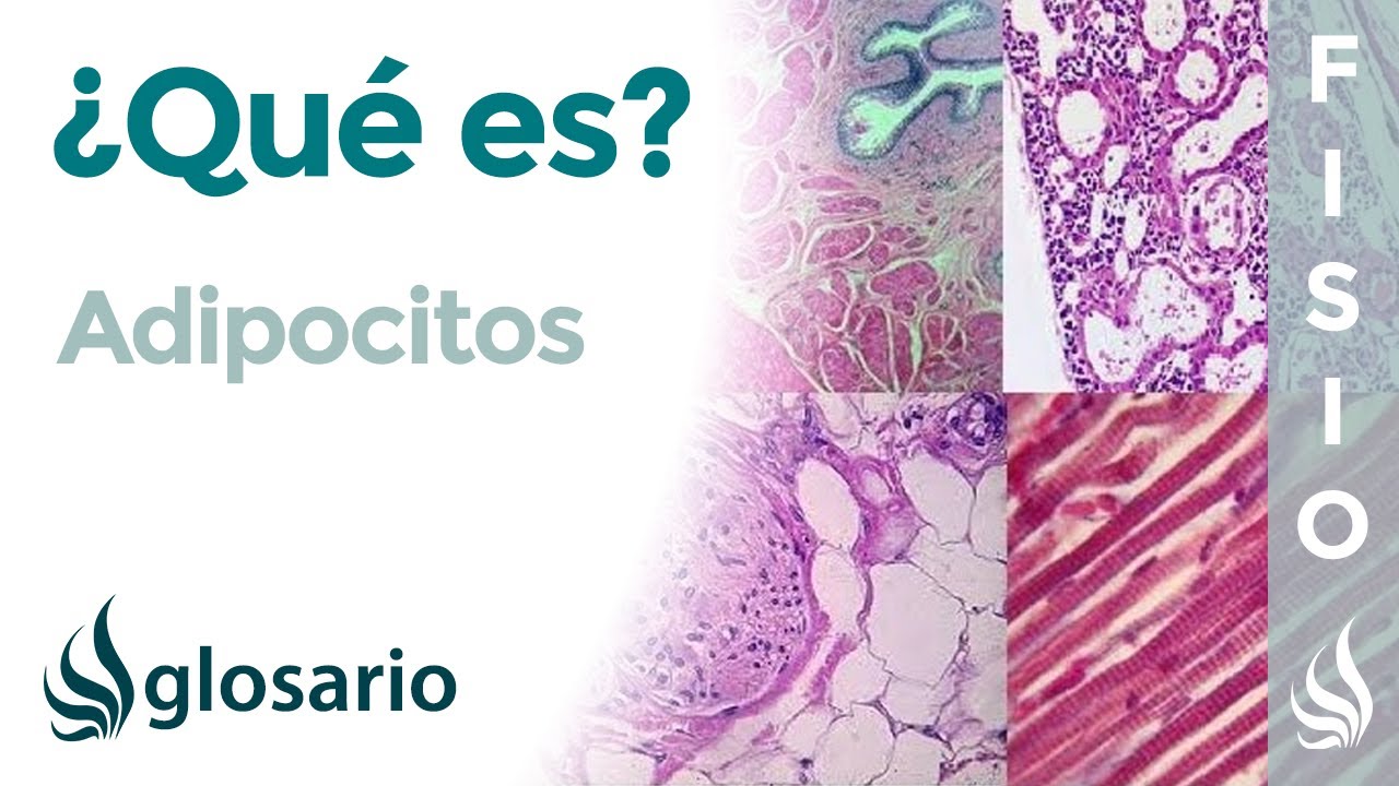 para que sirve el tejido adiposo