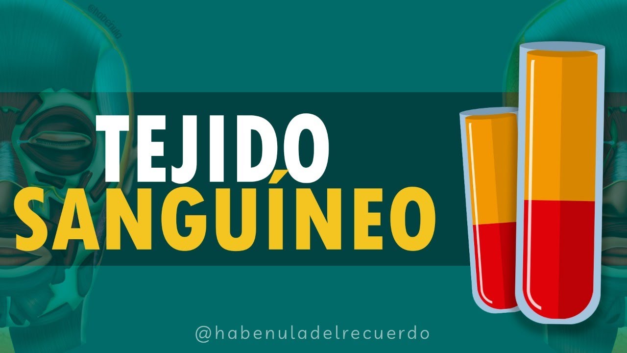 porque esta formado el tejido sanguineo