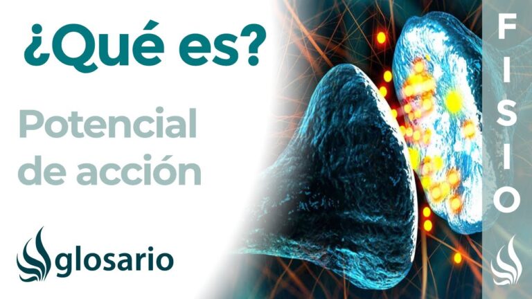 Timulo Potencial de Acción y Sus Fases: Todo lo que Necesitas Saber - Marbella ...