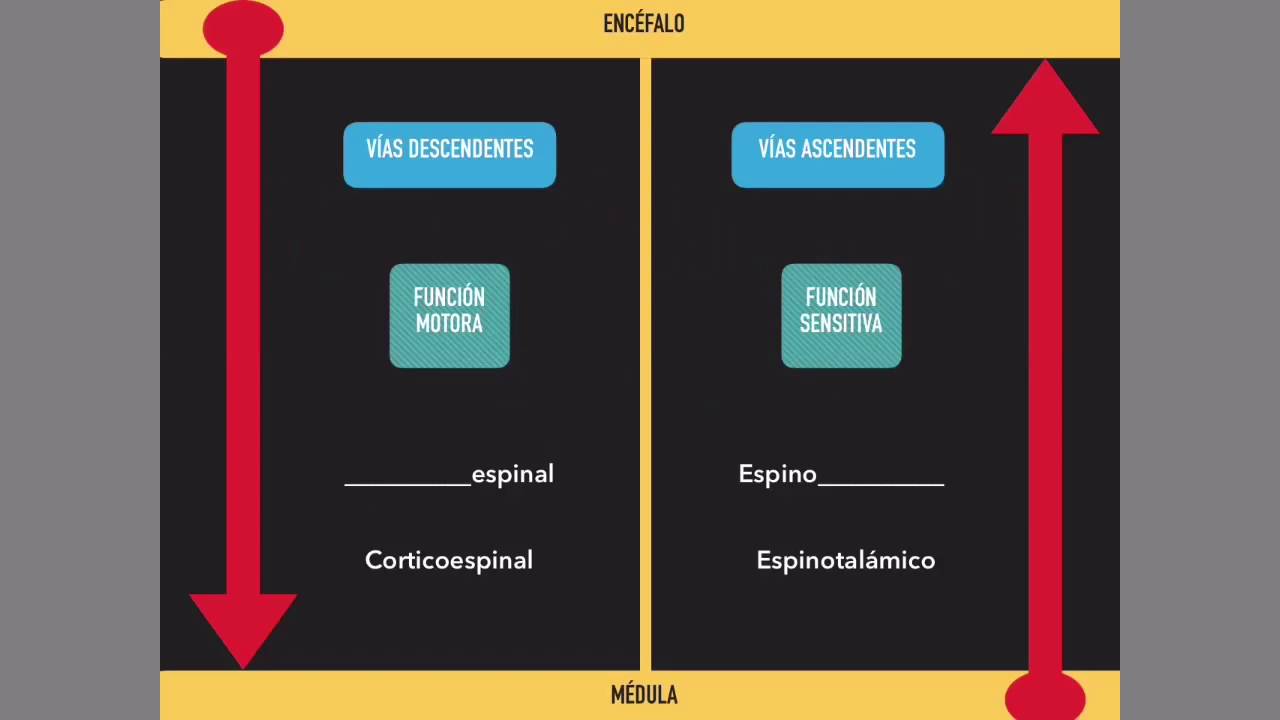 vias descendentes de la medula espinal