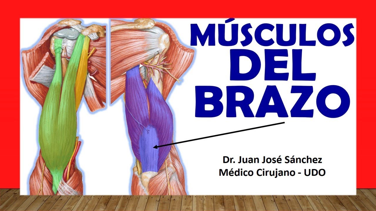 anatomia de los musculos del brazo