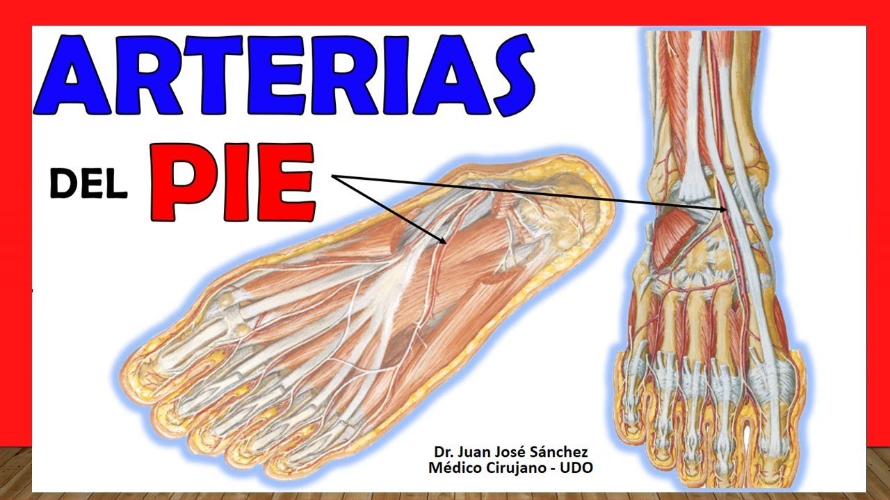 arterias del pie plantar y dorsal