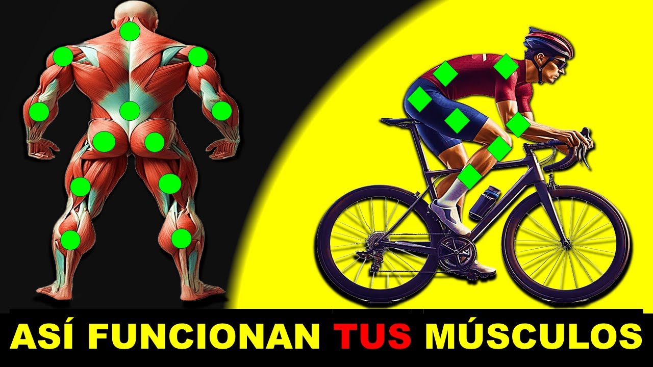 beneficios de andar en bicicleta musculos