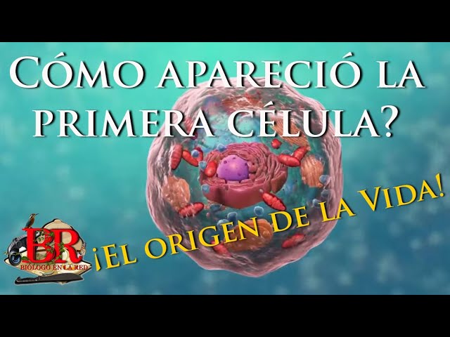 como se llama la primera celula del ser humano