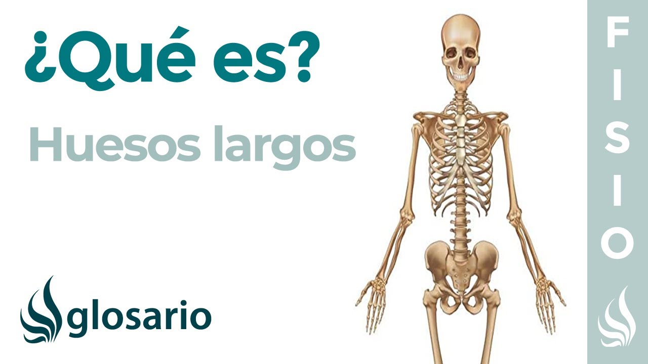 el hueso mas largo del cuerpo humano