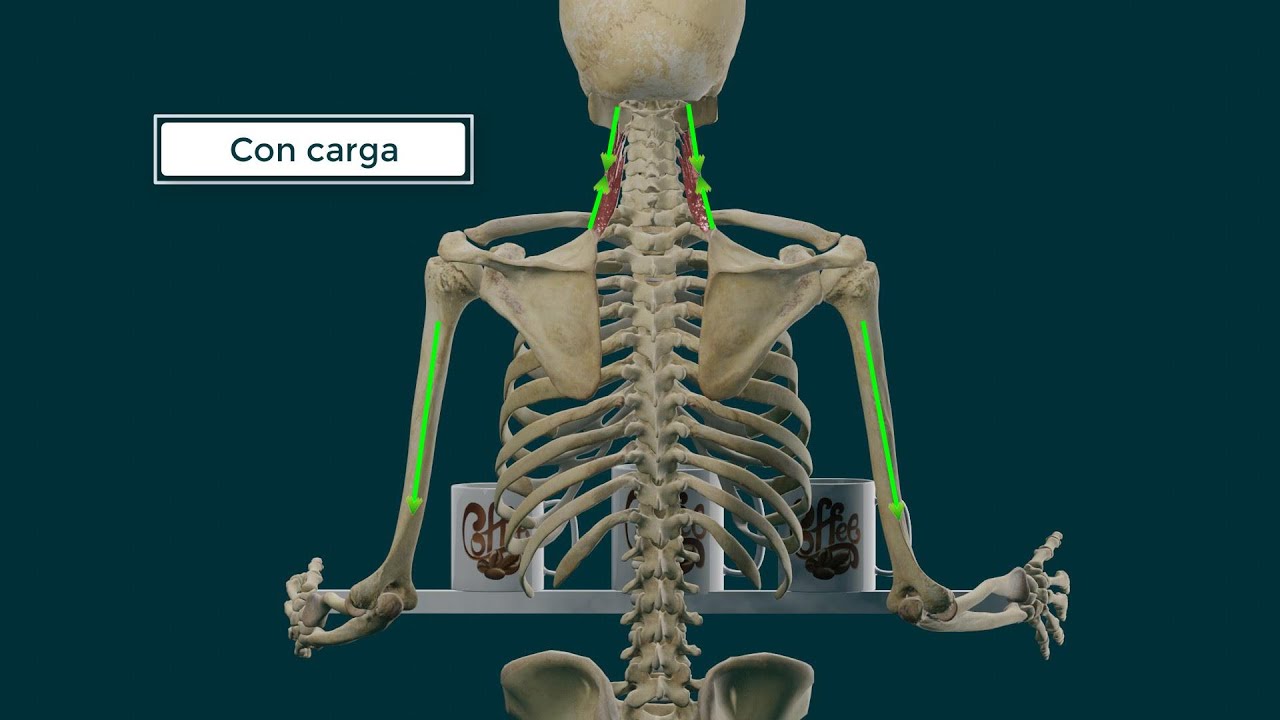 elevador de la escapula origen e insercion