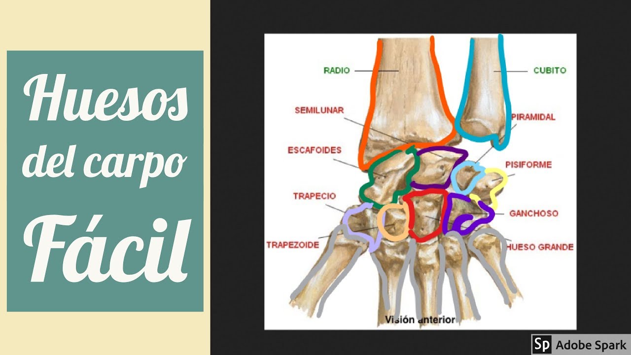 huesos de la primera fila del carpo