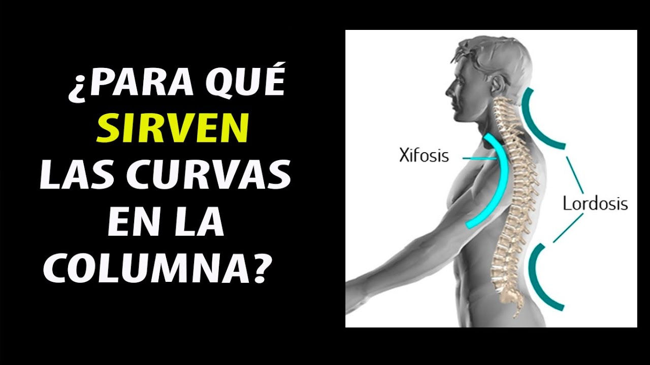 las curvaturas de la columna vertebral