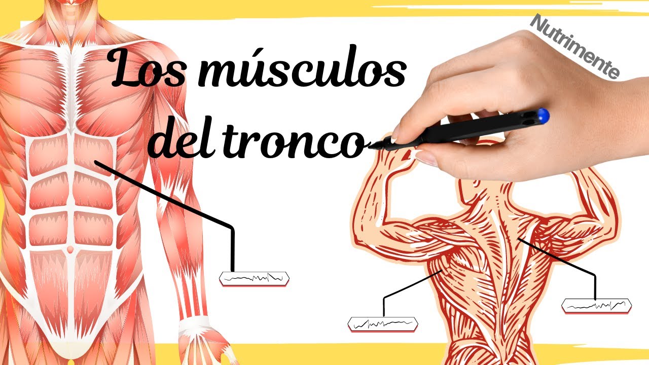 musculos de la parte anterior del tronco