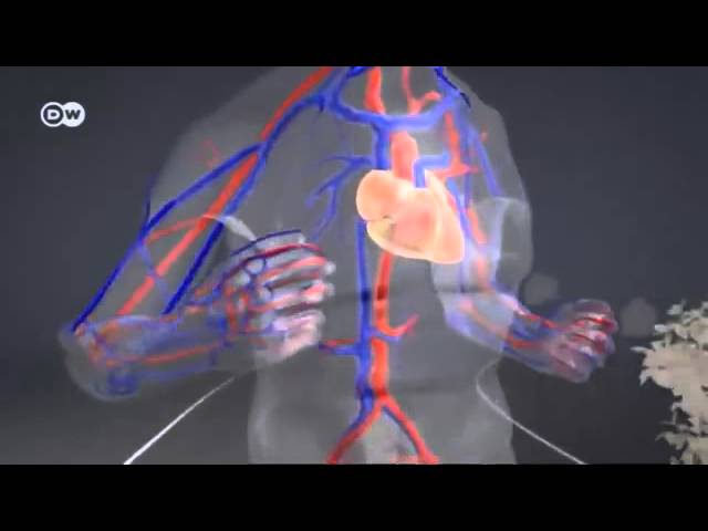 que le pasa al cuerpo cuando corremos