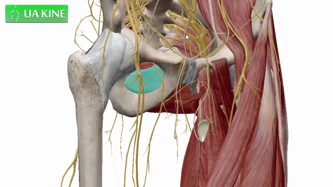 que pasa por el agujero obturador